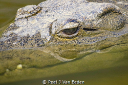 The look and the grin
Nile Crocodile in a small fresh wa... by Peet J Van Eeden 